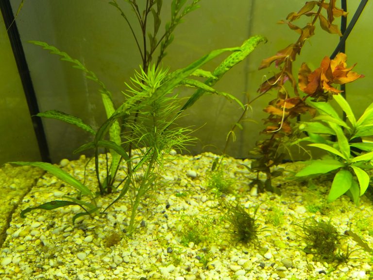 Akvarijske rastline - Akvarijski raki